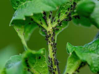 Ako si poradiť s inváziou slimákov a vošiek bez tvrdej chémie?