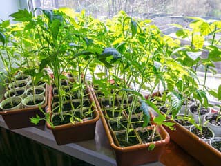 Priesady sa vyťahujú za svetlom? Skúste ich napraviť šikovným trikom s alobalom