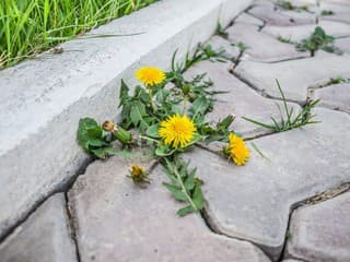 Je ocot pri ničení buriny v zámkovej dlažbe dobrou voľbou? Tu je odpoveď