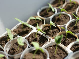 Pestovanie priesad môže ísť do peňazí. Takto však ušetríte aj desiatky eur!