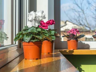 Krása, farby a vôňa aj počas chladných dní? Tieto rastliny vám rozkvitnú v zime