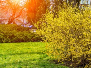 Veľkonočný budíček v záhrade: Čo musíte stihnúť, kým odkvitnú zlatovky?