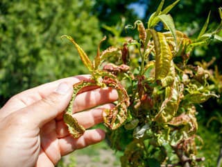 Jarný postrek proti kučeravosti broskýň – ako ho načasovať?