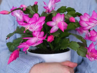 Vianočný kaktus rozkvitne aj budúci rok. Stačí dodržať tieto jednoduché kroky