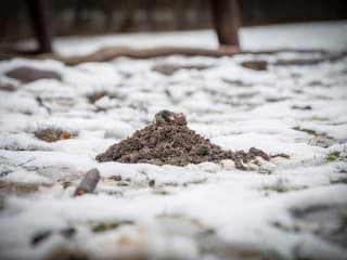 Naozaj možno nahradiť kupovaný substrát zeminou z krtinca? Skúsení záhradkári na tento januárový zvyk nedajú dopustiť