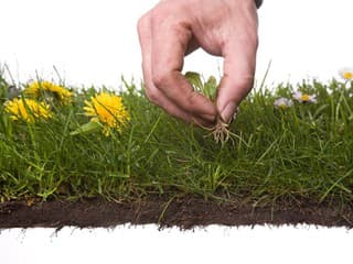 5 najväčších mýtov o jarnom trávniku, ktorým netreba veriť