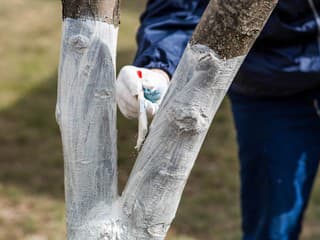 Vápnenie stromov v marci: Užitočná ochrana alebo len záhradkársky prežitok?