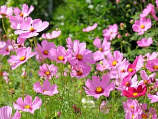 Tieto rastliny môžete v apríli vysiať priamo do zeme a v lete vás obdaria záplavou kvetov