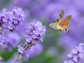 Zoznámte sa so slovenským kolibríkom! Videli ste ho už aj vo vašej záhrade?
