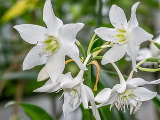 Eucharis očaril nevesty a milovníkov voňavých izbových rastlín, získa si aj vás?