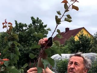 Poznáte Šittov rez? Urobte ho na marhuliach v júni a budúci rok vám kvety nezničia jarné mrazy