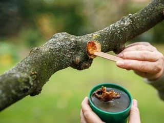 Prichádzate potichu o úrodu sliviek a marhúľ? Tento zlozvyk pri reze im škodí viac ako mrazy