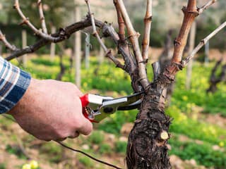 Prečo je zimný rez viniča dôležitý? S týmito základmi rez lepšie pochopia aj začiatočníci