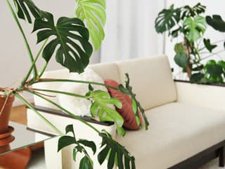 Babičky mali svoje obľúbené rastliny, a teraz sú späť! 5 retro izboviek, ktoré sú opäť v móde