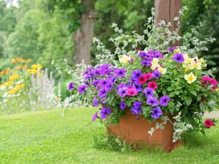 Letné kombinácie, ktoré fungujú? Tieto rastliny sú spolu v jednom kvetináči očarujúce