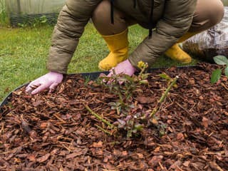 Nenoste kôru do záhrady priskoro! 3 dôvody, prečo marcové mulčovanie brzdí štart sezóny