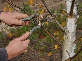 Ako odstrániť hrdzu zo záhradného náradia? Netreba nič kupovať, všetko potrebné máte doma