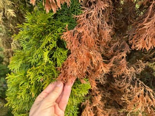 Väčší zabijak než mráz: Prečo vám zimné slnko potichu ničí záhradu a ako tomu hneď zabrániť?