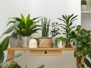 S príchodom zimy ohrozujú izbové rastliny tieto 4 problémy! Poradíme vám, ako ich rýchlo vyriešiť