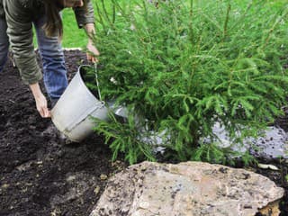 Zimné zavlažovanie ihličnanov a mladých stromov – prečo môže viac uškodiť než pomôcť