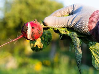 Prečo sú vaše reďkovky pálivé, drevnaté alebo popraskané? 5 najväčších chýb a ich riešenia