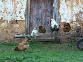 6 jednoduchých trikov, ako zabaviť sliepky a zlepšiť ich pohodu. Fungujú aj v menších výbehoch!