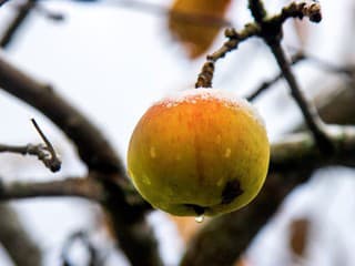 19 dôležitých rád pre ovocné stromy v zime: Skúsení ovocinári prezradili, ako ich ochrániť