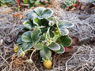 Prečo mráz ničí vašu záhradu a susedovu obchádza? Rozhoduje týchto 5 nenápadných detailov