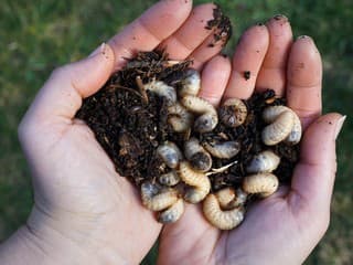 Zničili vám úrodu pandravy chrústa? Naučte sa proti ním účinne zakročiť, kým nie je neskoro