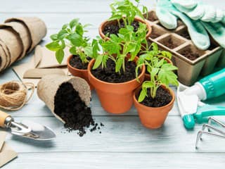 5 znakov, že priesady už potrebujú presadiť do väčšieho