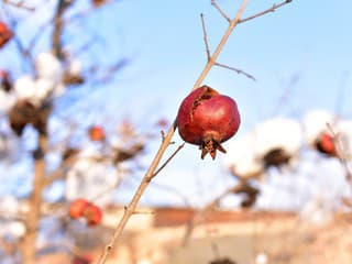 Zvládnu to bez ujmy? Ako ochrániť kivi, figu či granátovník, aby prežili zimu v našich podmienkach