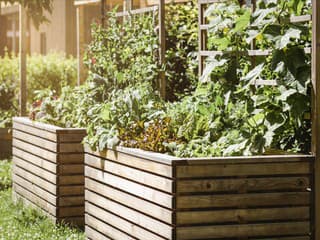 Nikdy nesaďte uhorky vedľa týchto plodín! Tiché vojny vo vyvýšenom záhone, ktoré vás pripravia o úrodu