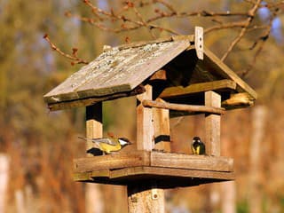 Chcete v zime pomôcť vtáčikom vo vašej záhrade? Pri ich kŕmení dodržte tieto zásady!