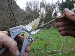 Stromy treba strihať úplne inak! Koniec zimného rezu a prečo už nefunguje