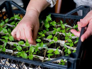 Čas na výsev papriky je tu! Kompletný návod, ako získať silné sadenice aj bez profesionálneho skleníka