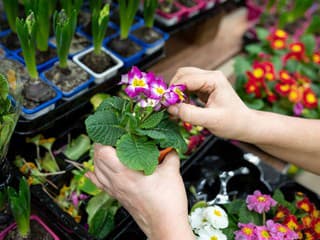 Ako zachrániť prvosienky zo supermarketu? Jednoduché pravidlá na presun do záhrady