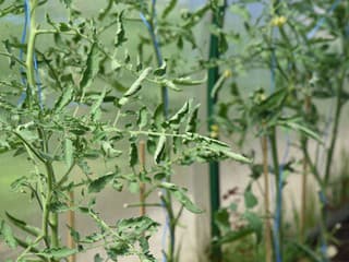 Krútia sa vám listy na paradajkách? Zistite, kedy už treba zasiahnuť