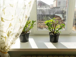 Muškáty vyhodiť alebo zazimovať? Ak sa vyhnete týmto chybám, urobia vám radosť aj o rok