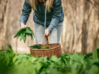 5 rizík, ktorým čelíte pri zbere medvedieho cesnaku