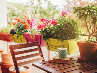 Nekupujte letničky naslepo! 15 rastlín, ktoré premenia váš balkón na kvitnúcu oázu