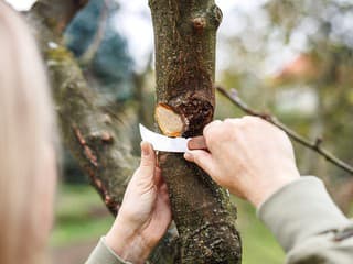 Režete stromy v apríli? Pozor, pri týchto druhoch im môžete viac ublížiť ako pomôcť