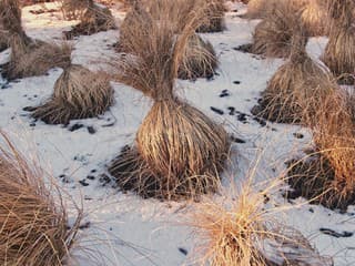 Ako sa na zimu postarať o okrasné trávy: Ak ste ich doteraz strihali, nerobte to!