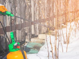 Skrytá hrozba v kôre a pod snehom: Čo musíte urobiť v záhrade v januári, aby ste na jar nemuseli zúfať?