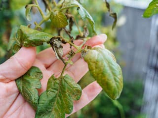 Zasadili ste paradajky príliš skoro? 5 spôsobov, ako ich zachrániť pred nočným mrazom