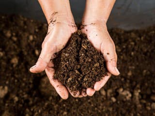 Ovplyvní bezrašelinový substrát rast rastlín? Čo ukázala prax záhradkárov