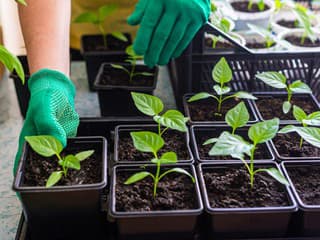 Dve najväčšie chyby pri predpestovaní papriky: Robí ich až 80 % záhradkárov!