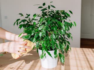 Máte fikus v zlom stave? Pozrite sa na príčiny padania listov a spoznajte riešenia