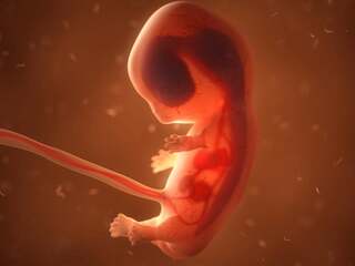 Čínski vedci vytvorili v laboratóriu prelomové ľudské embryo. Začalo si tvoriť základy budúcich orgánov