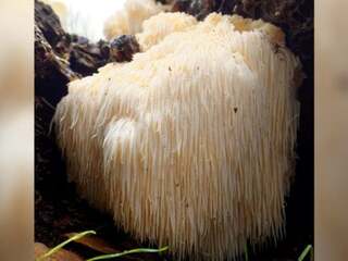 Vedci objavili huby so superschopnosťou, dokážu spustiť zamŕzanie vody