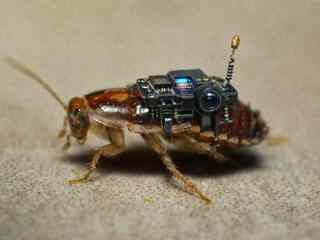 Rusi experimentujú s holubmi ako špiónmi. Nemci zas chcú premeniť šváby na špiónov